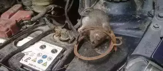 老鼠可能进电脑主机吗