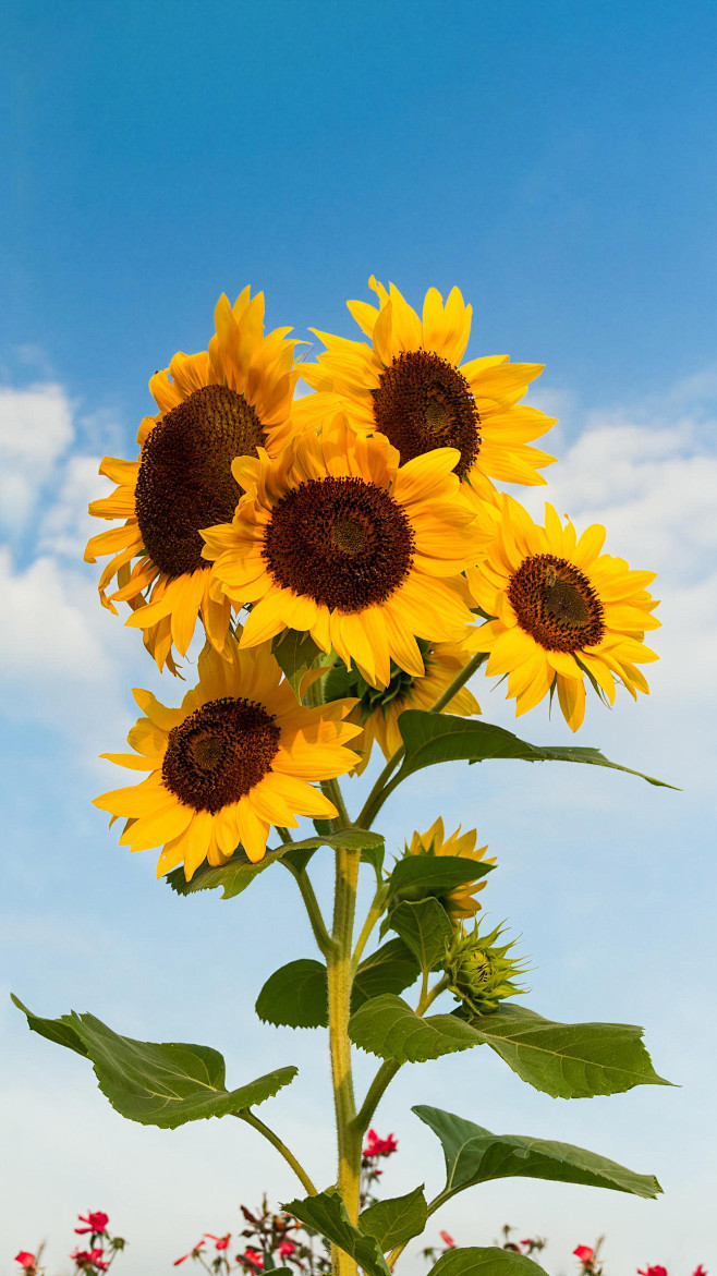 向日葵能不能绑定外网的主机
