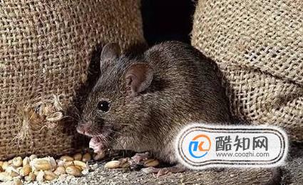 老鼠可能进电脑主机吗