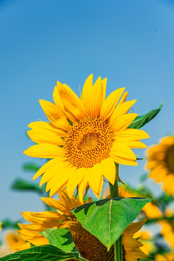 向日葵能不能绑定外网的主机